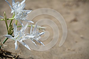 White Pancratium maritimum on the  beach, Crete island, Greece