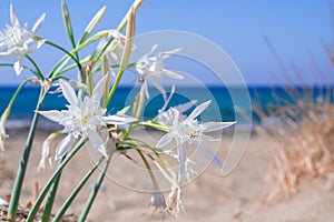 White Pancratium maritimum on the  beach, Crete island, Greece