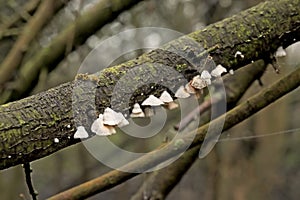 White panellus mitis mushrooms on a tree trunk