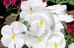 White Pansy flowers. Viola x wittrockiana.