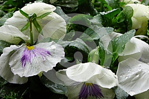 White pansy petals wet with raindrops