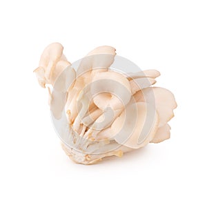 White Panus polychrous isolated on a white background