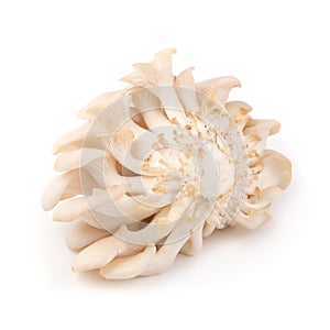 White Panus polychrous isolated on a white background