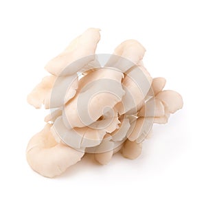 White Panus polychrous isolated on a white background