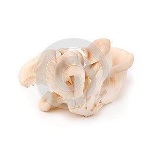 White Panus polychrous isolated on a white background