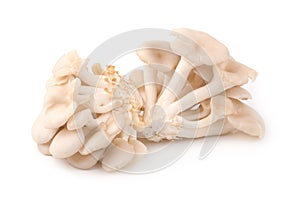 White Panus polychrous isolated on a white background