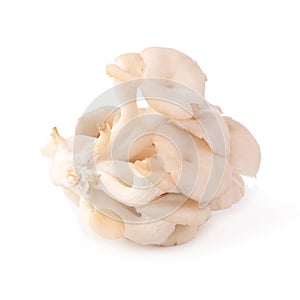 White Panus polychrous isolated on a white background