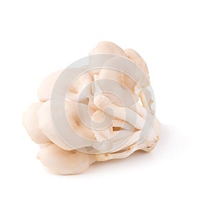 White Panus polychrous isolated on a white background