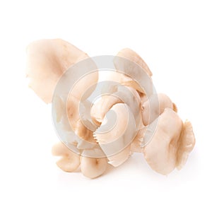 White Panus polychrous isolated on a white background