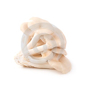 White Panus polychrous isolated on a white background