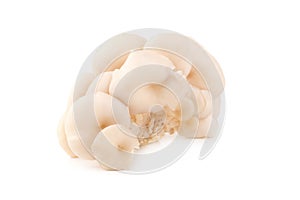 White Panus polychrous isolated on a white background