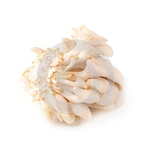 White Panus polychrous isolated on a white background