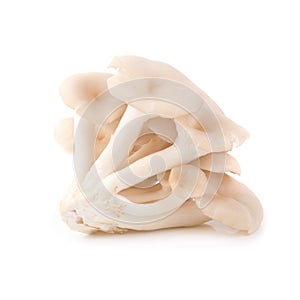 White Panus polychrous isolated on a white background