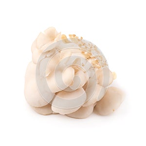 White Panus polychrous isolated on a white background