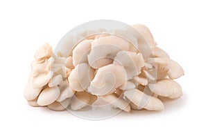 White Panus polychrous isolated on a white background