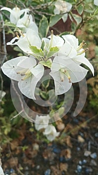 White paper flowers that are starting to dry on the pistil