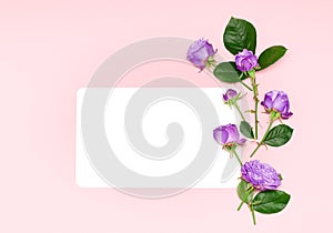 White paper frame with purple rose flowers. Blank white card with purple roses and green leaves on a pink background. Flat lay,