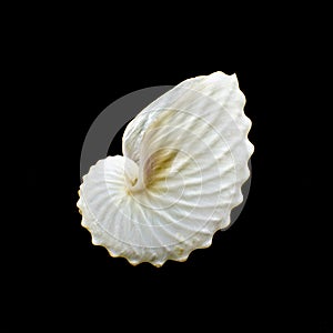 White Paper Nautilus or Argonauts seashell photo