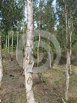 White paperbark forest or Melaleuca leucadendra