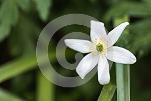 A White Paperwhite Flower Close-Up