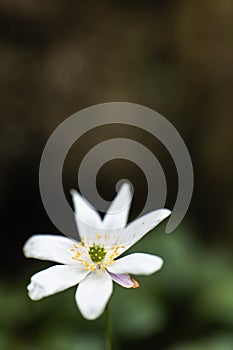 A White Paperwhite Flower Close-Up
