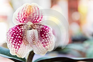 White Paphiopedilum orchid.