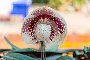 White Paphiopedilum orchid.