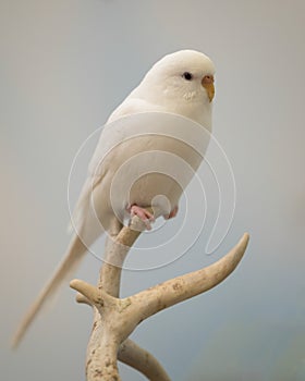 White parakeet perched on tree branch