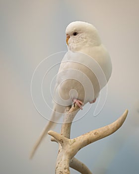 White parakeet perched on tree branch