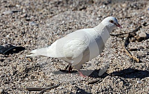 White Parisinian pigeon, Paris city avian. Peace dove in the streets of the famous French City.