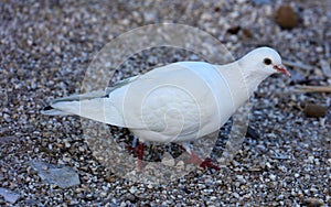 White Parisinian pigeon, Paris city avian. Peace dove in the streets of the famous French City.