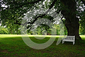 White park bench in the shade of a large tree