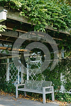 White Park Bench With Stone Wall And Green Leaves Of The Ivy In Quiet Environment. Old Grey Rustic Wooden Bench In Ivy