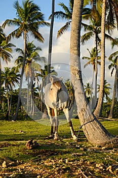 white parkhorse in tree palms at morning