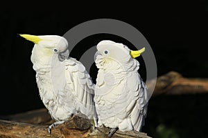 White parrot