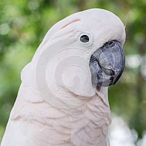 White parrot