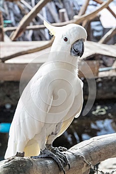 White parrot