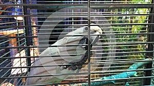White parrot is biting cage, close up.