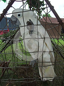 White parrot in cage