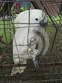 White parrot in cage