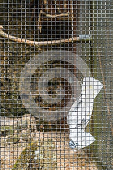 White parrot in a cage