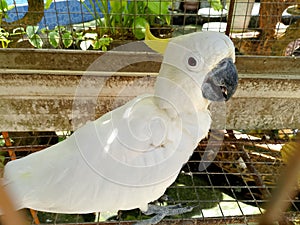 The white parrot in a cage stared questioningly