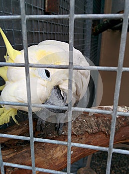 White parrot in cage