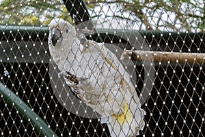 White parrot in captivity in a cage