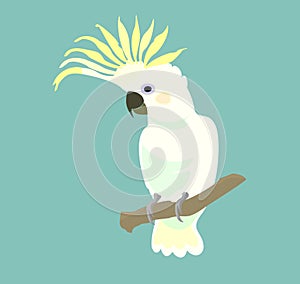 White Parrot cockatoo isolated on turquoise background. Exotic birds. Vector.