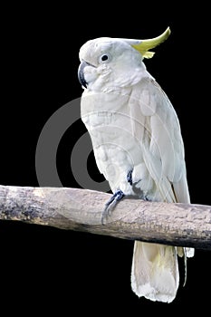 White parrot at isolate black background