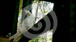 The white parrot is lonely in the cage.