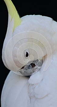 White parrot perched on a brown tree branch against a dark background