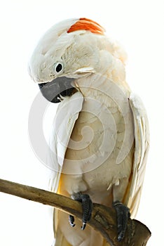 White parrot