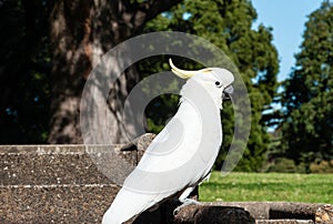 White parrot is resting on the concrete